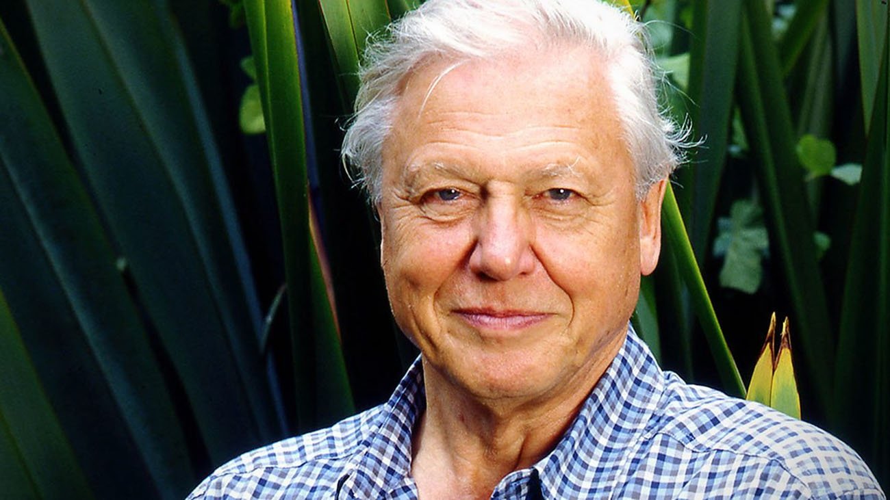 Gorillas Revisited with Sir David Attenborough Background