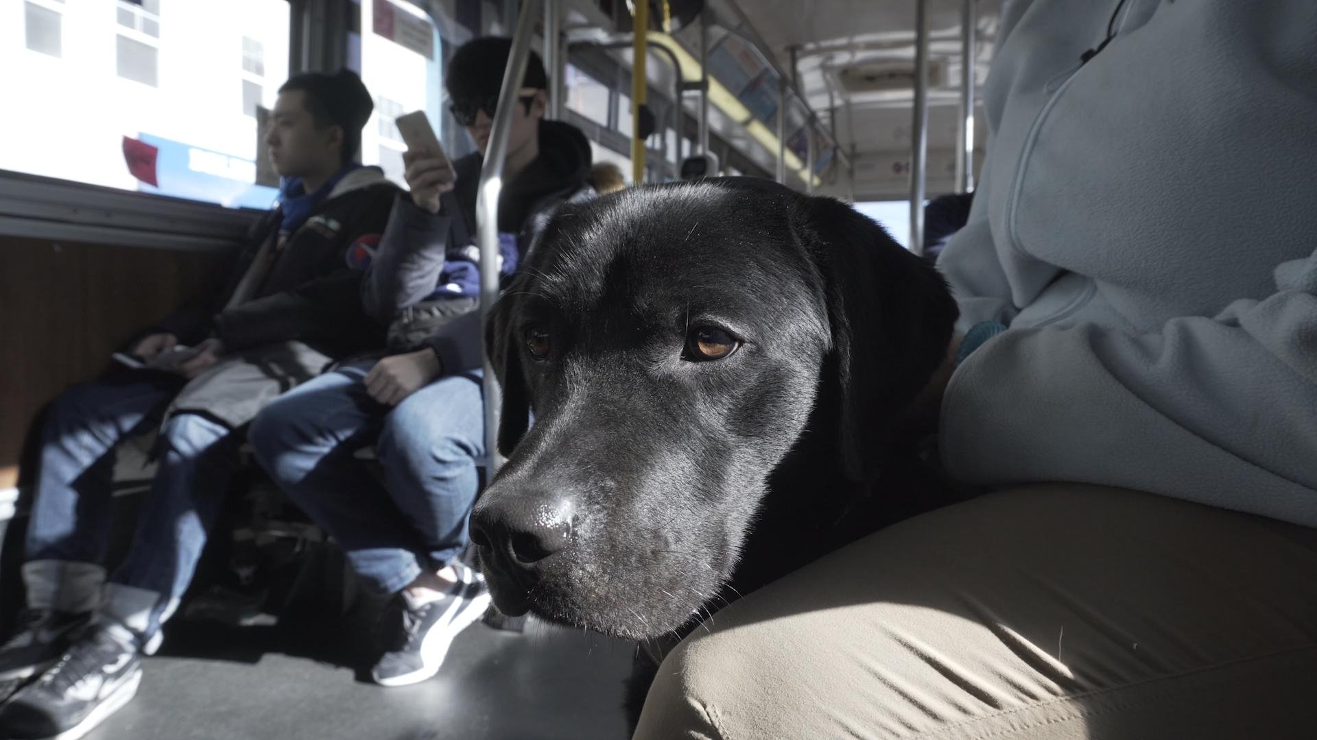 Pick of the Litter Background