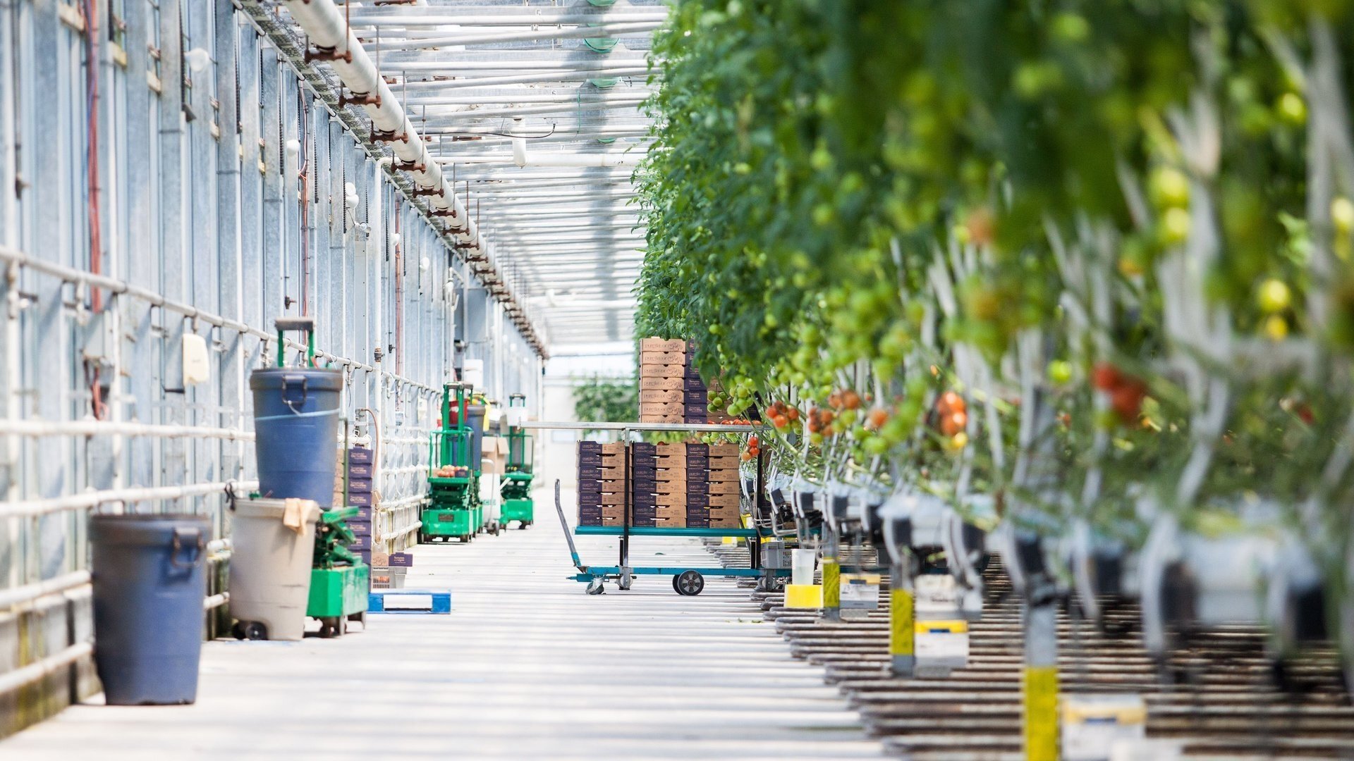 Food Factory Background