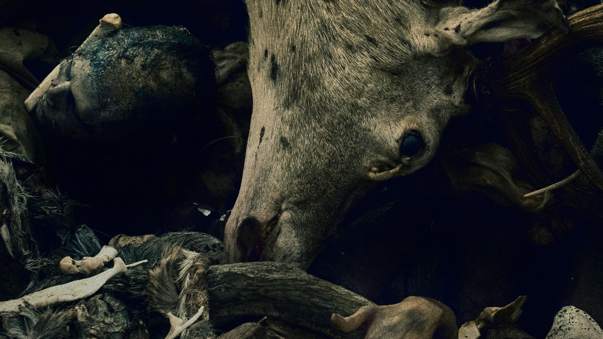 Oderbruch Background