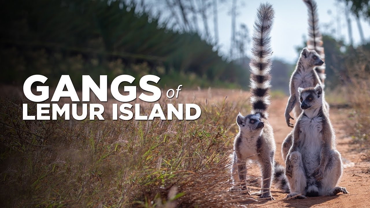Gangs of Lemur Island Background