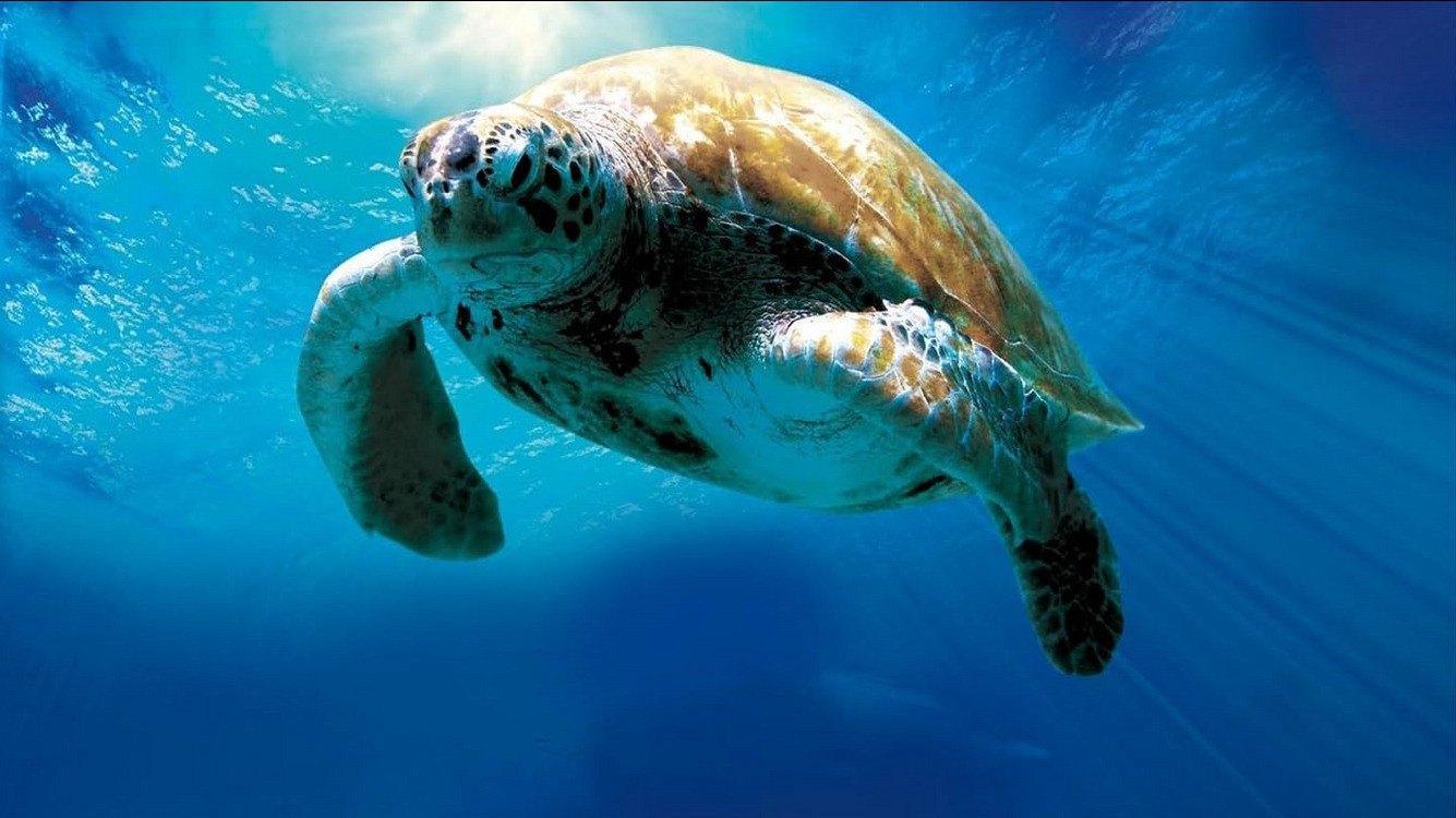 Turtle: The Incredible Journey Background
